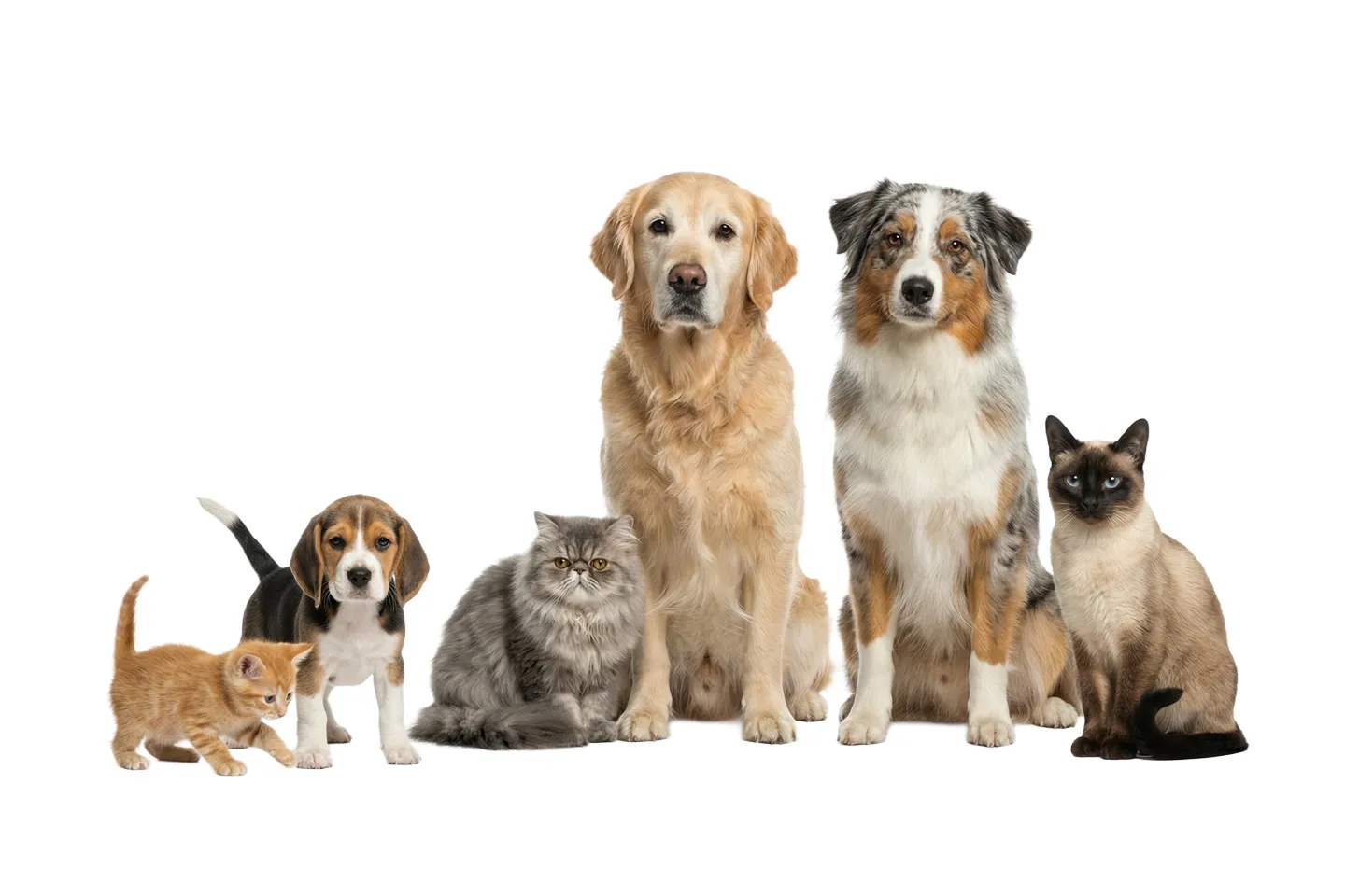 Her ırka ve yaşa uygun ürünler