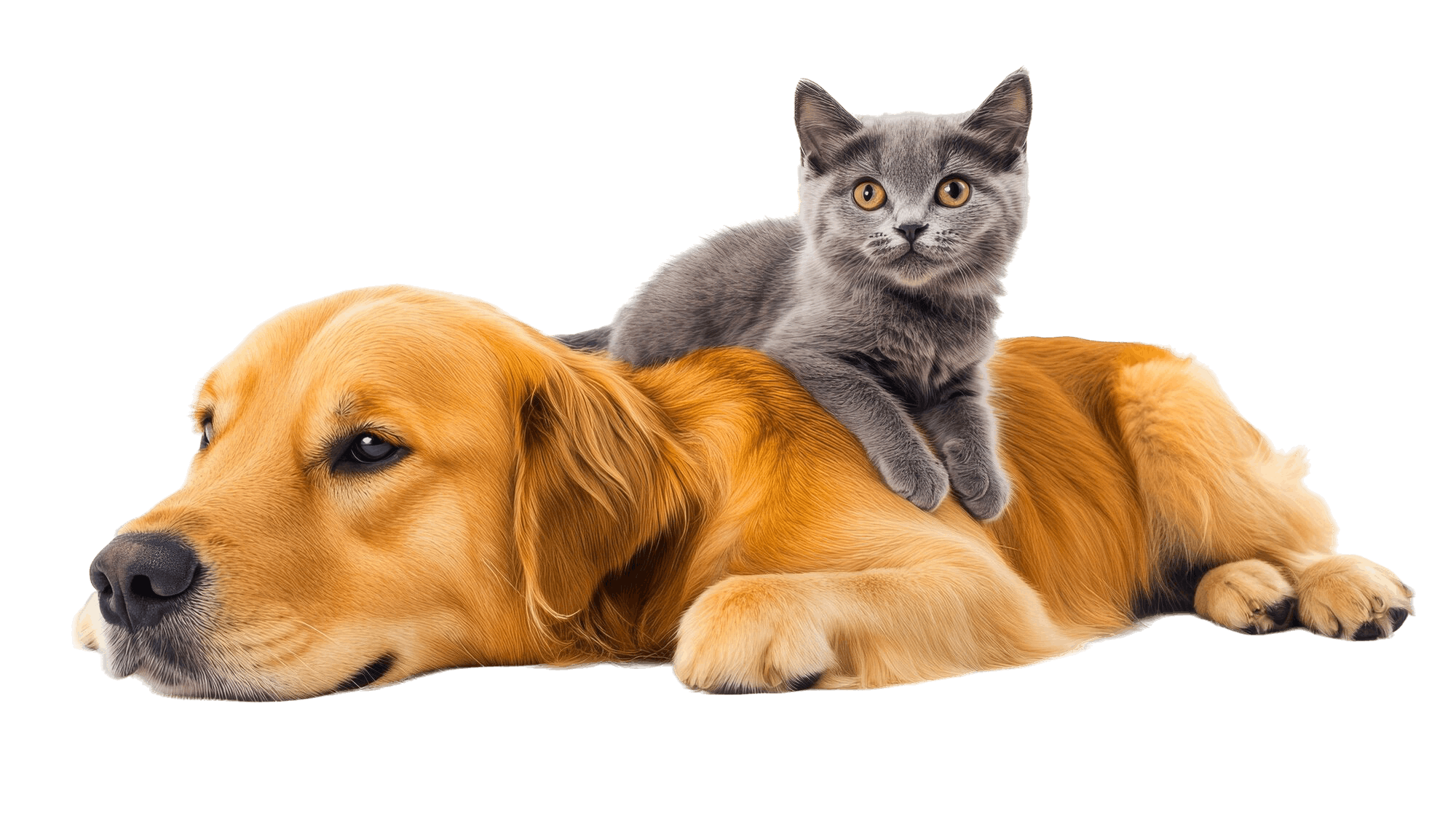 Bialin’s Hakkımızda